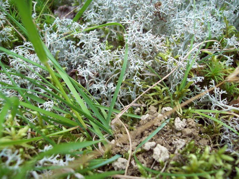 pretty plants