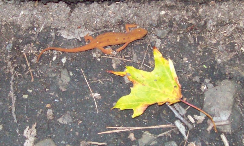 solo newt